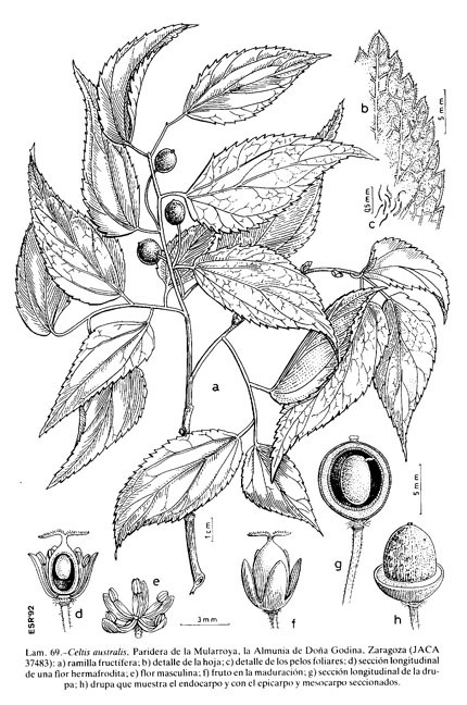 Celtis australis